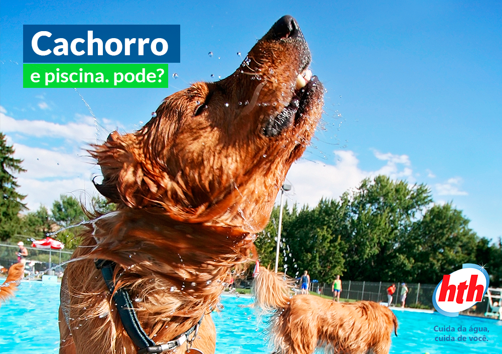 cachorro na piscina - hth
